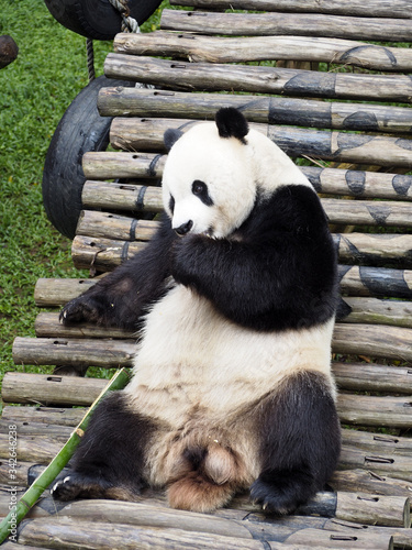Fototapeta Naklejka Na Ścianę i Meble -  panda relaxing in panda palace indonesia safari park