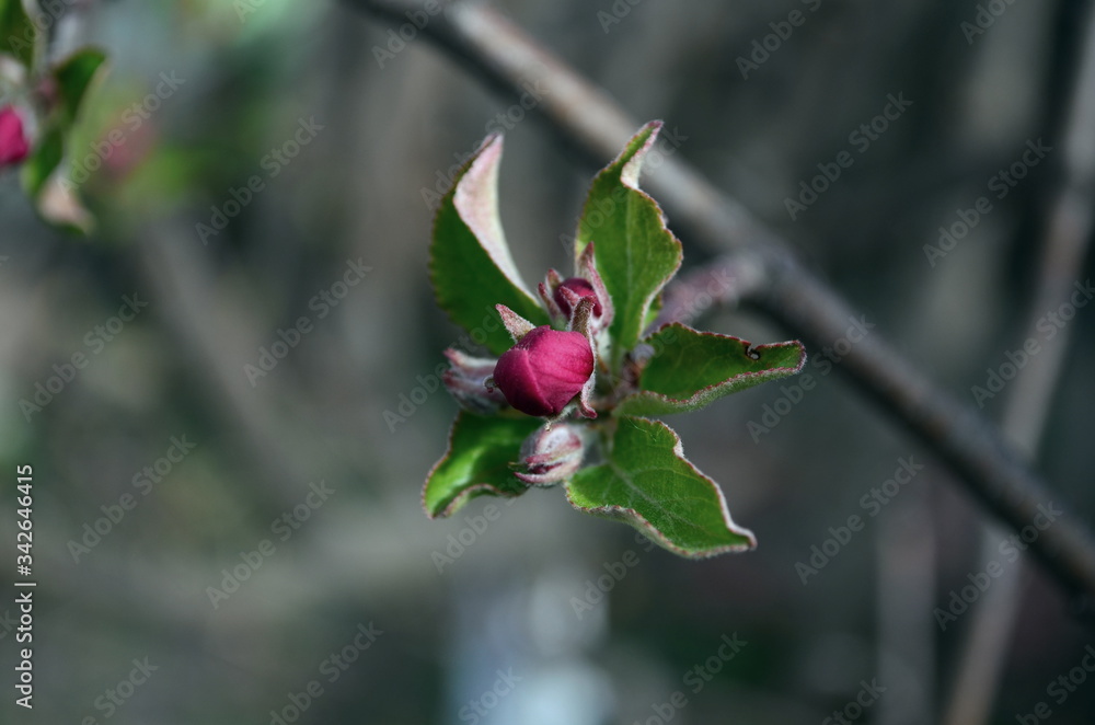apple spring flower going to bloom