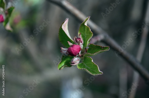 Obraz na płótnie apple spring flower going to bloom w salonie