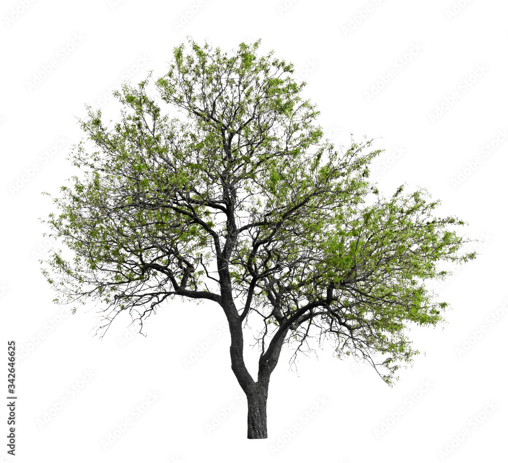 Single tree isolated, evergreen leaves dicut on white background with clipping path Single tree isolated, evergreen leaves dicut on white background with clipping path