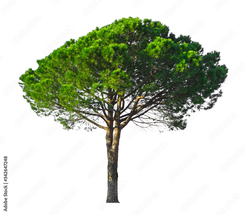 A Stone Pine, umbrella form tree isolated, dicut on white background with clipping path