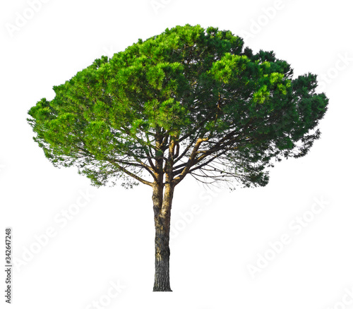 A Stone Pine  umbrella form tree isolated  dicut on white background with clipping path