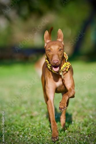 dog in the park