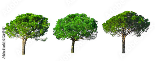 Set of Stone Pine trees collection isolated on white background with clipping paths , known as Italian stone pine, botanical name Pinus pinea, umbrella shape trees dicut photo