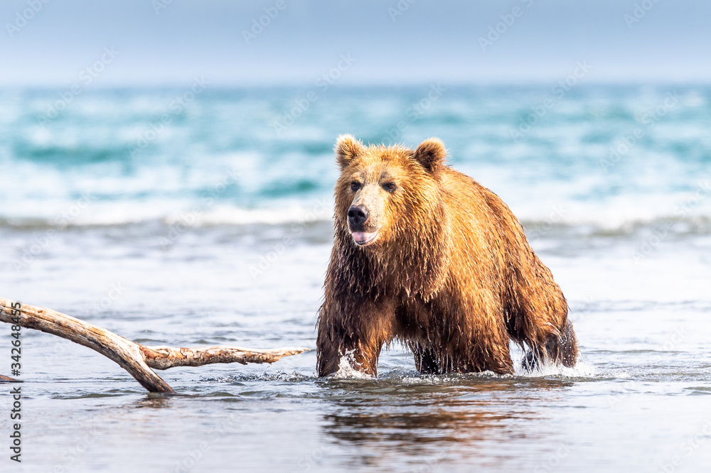 Ruling the landscape, brown bears of Kamchatka (Ursus arctos beringianus) Ruling the landscape, brown bears of Kamchatka (Ursus arctos beringianus)