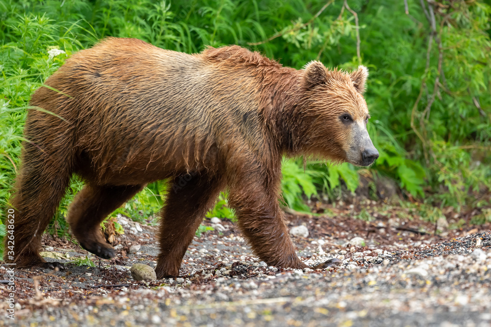 Fototapeta premium Ruling the landscape, brown bears of Kamchatka (Ursus arctos beringianus)
