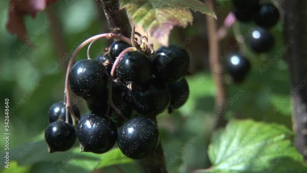 Blackcurrant close up view growing in field England Blackcurrant close up view growing in field England