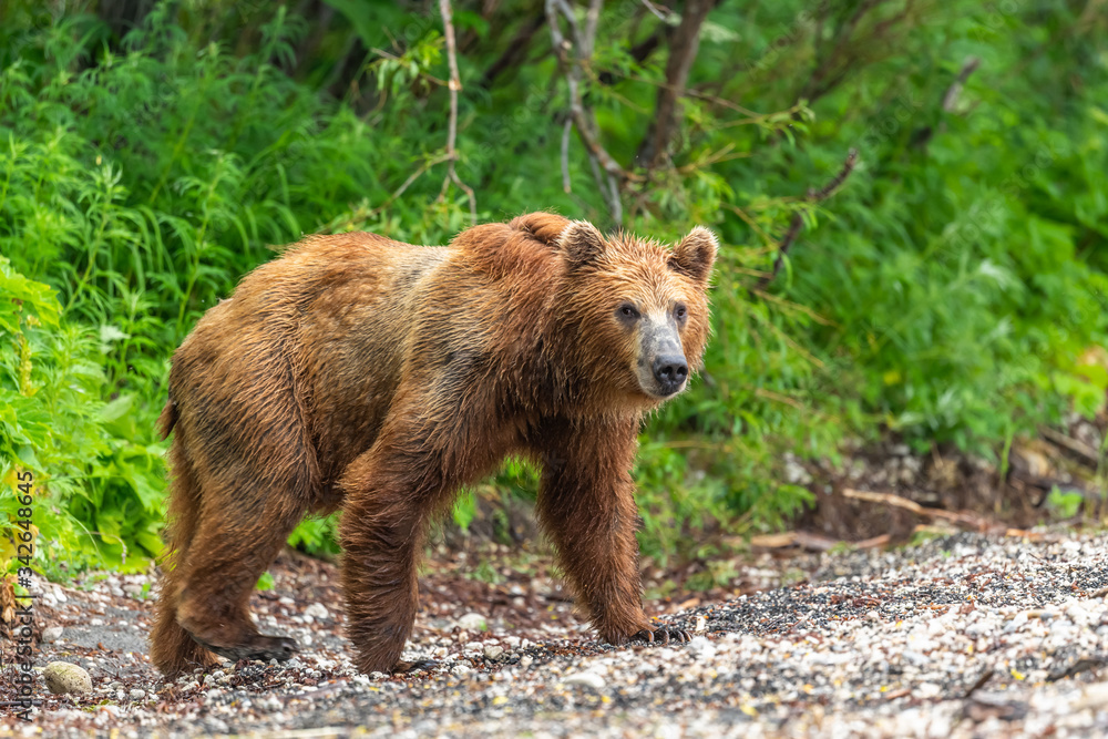 Fototapeta premium Ruling the landscape, brown bears of Kamchatka (Ursus arctos beringianus)