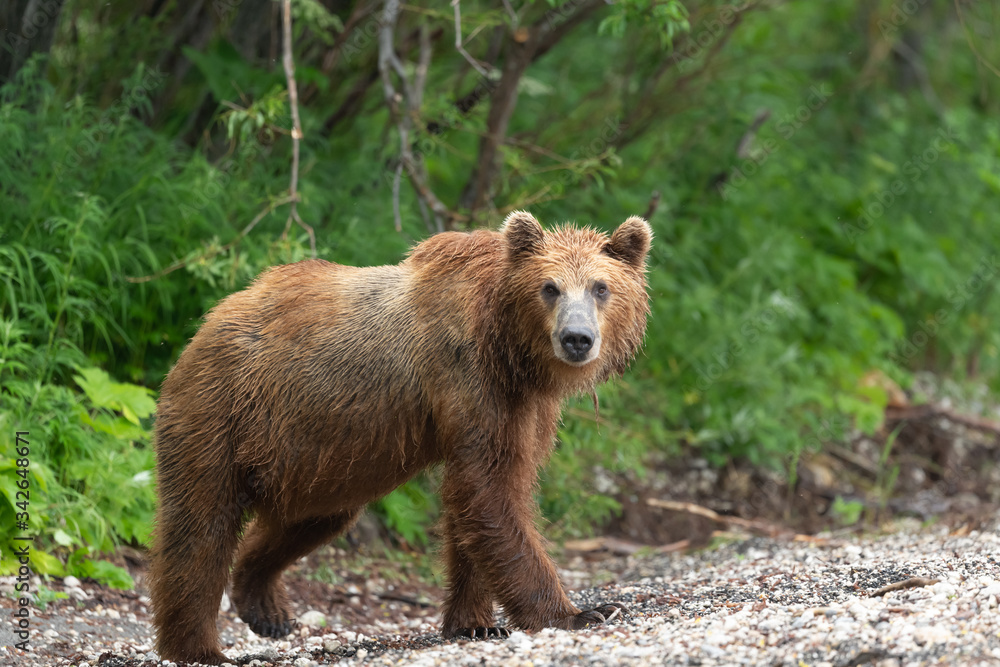 Ruling the landscape, brown bears of Kamchatka (Ursus arctos beringianus) Ruling the landscape, brown bears of Kamchatka (Ursus arctos beringianus)