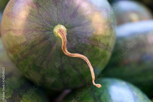 Round watermelon and smooth variety green color skin photo