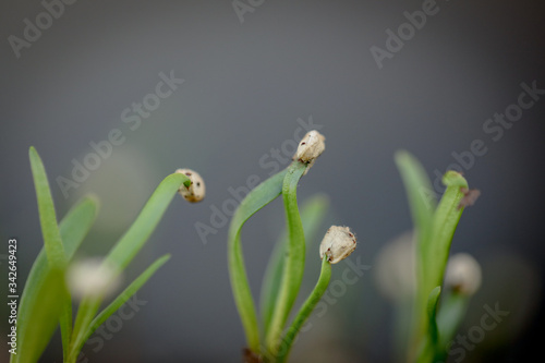 Close up macro image of kale seeds beginning to sprout