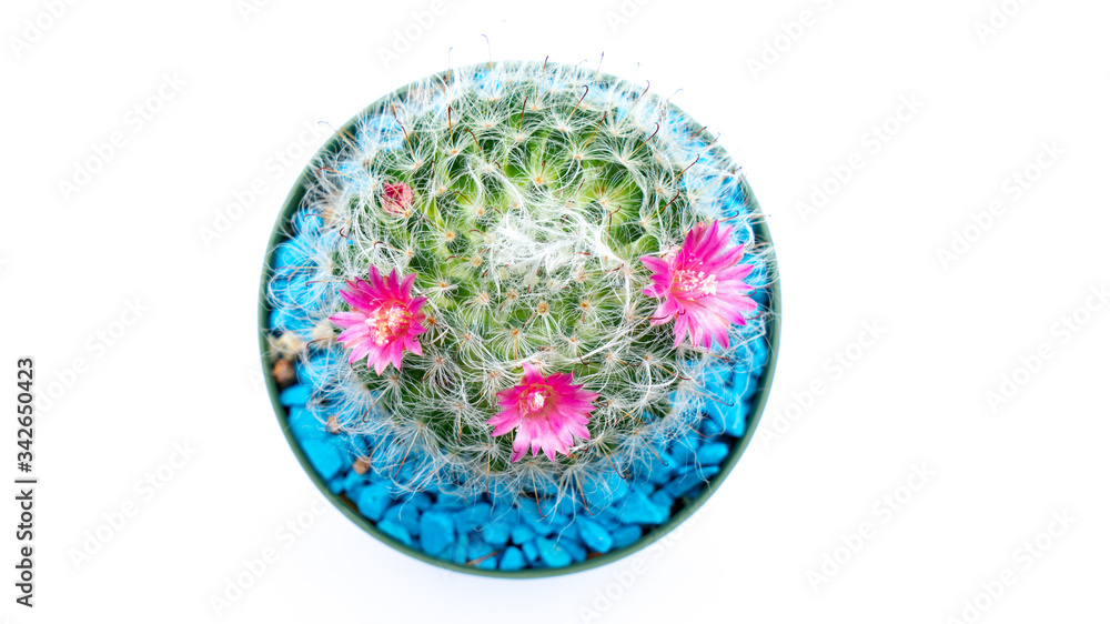 Top view of Cactus flowers isolated white background. Top view of Cactus flowers isolated white background.