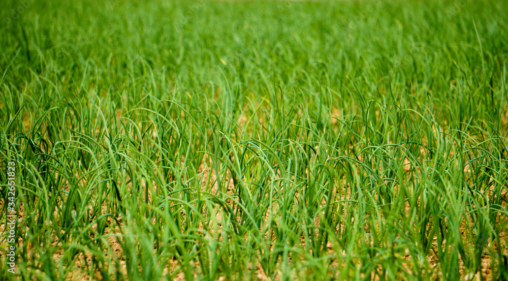 Obraz premium Onion Seed Field in Bangladesh. Green onion cultivation. Green onion field on a farm. Environment line.