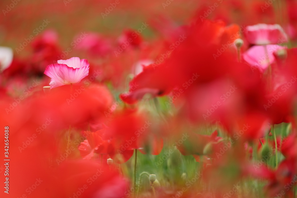 ポピーの花風景 ポピーの花風景