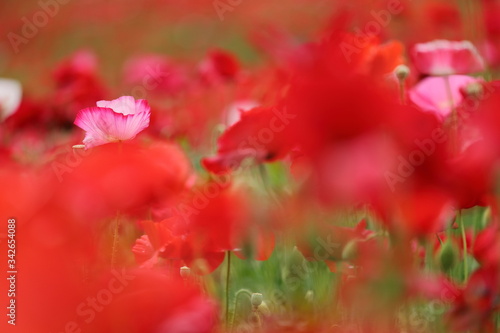ポピーの花風景