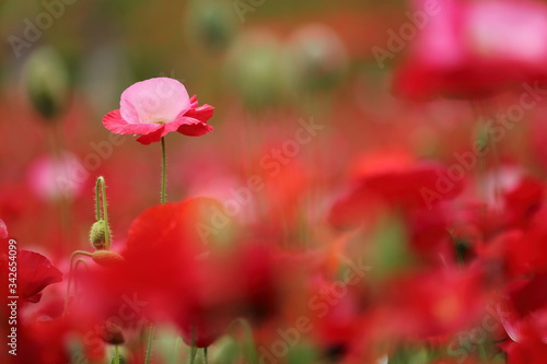 ポピーの花風景