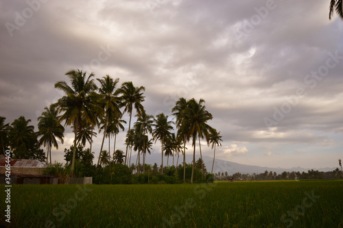 palm trees in the field