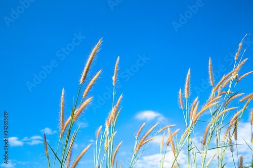 flower grass On the brightest day