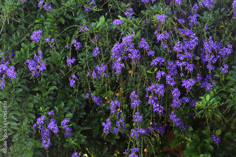 Purple and white verigated flowers on a Pigeonberry plant. Duranta erecta