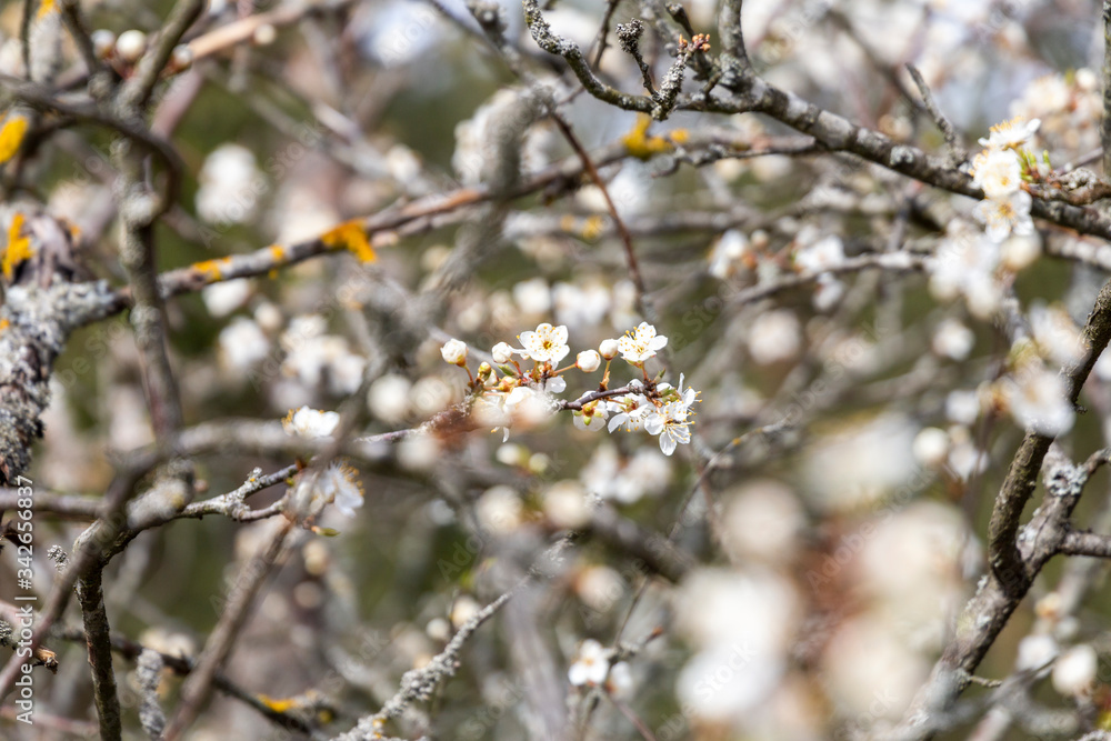Blooming fruit tree with white flowers in spring. Blooming fruit tree with white flowers in spring.