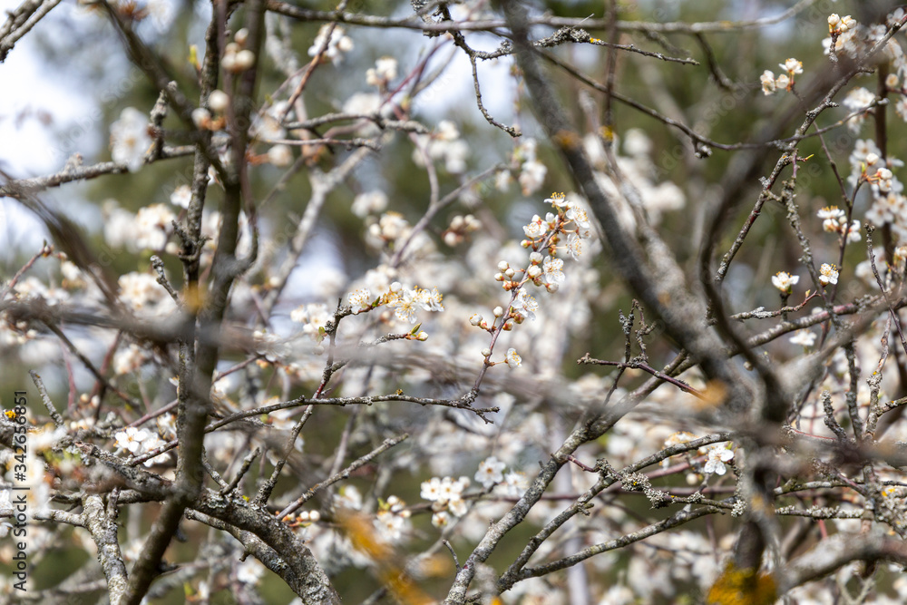 Blooming fruit tree with white flowers in spring. Blooming fruit tree with white flowers in spring.