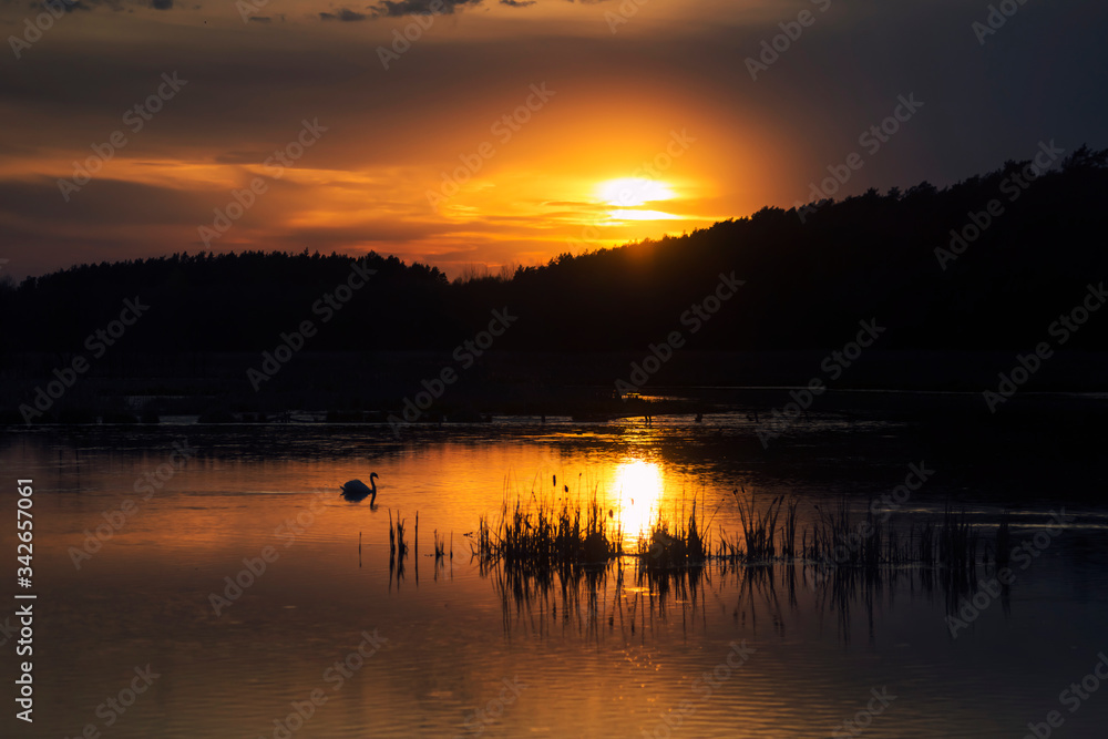 Swans on Evening Lake on Sunset in Ukraine Swans on Evening Lake on Sunset in Ukraine