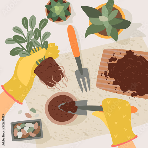 Stay at home. Woman replants houseplant. Vector illustration.