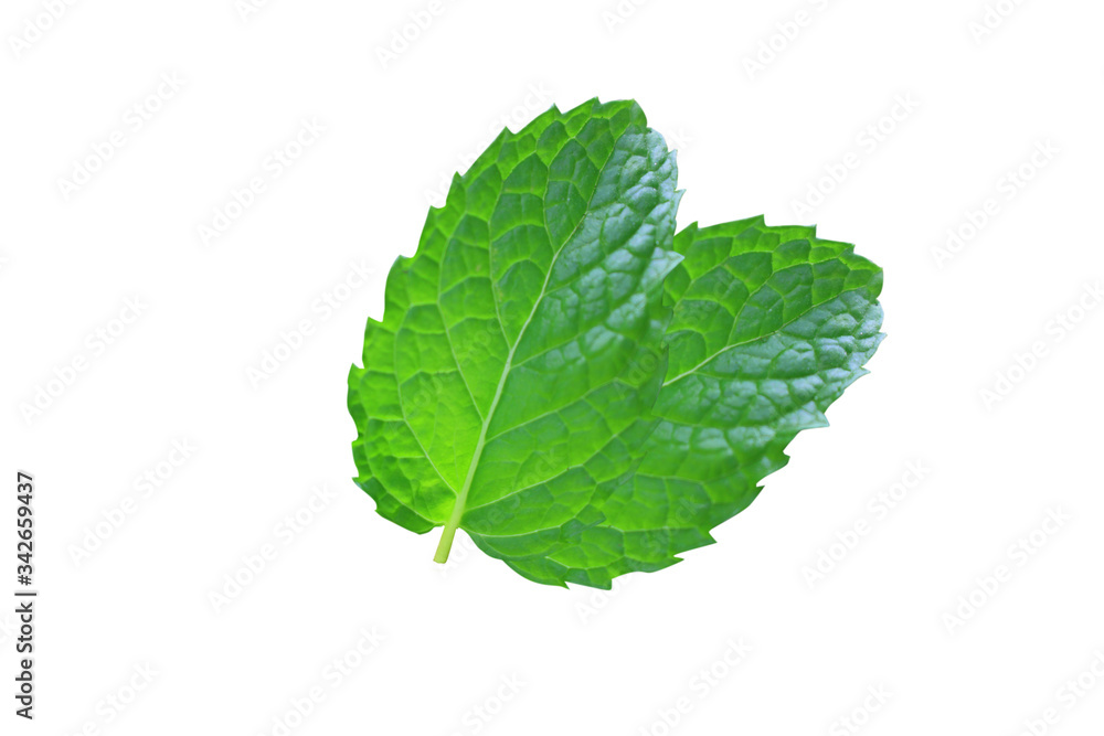 image of mint leafs isolate,fresh mint close up. image of mint leafs isolate,fresh mint close up.