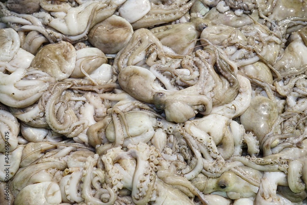 FRESH SQUID ON A TRAY. CLOSE-UP SQUID OR SPLENDID SQUID : (LOLIGO SPP.) LINED UP BEAUTIFULLY ON A STALL IN A TRADITIONAL VIETNAM AND THAILAND FISHERY MARKET. SELECTIVE FOCUS FRESH SQUID ON A TRAY. CLOSE-UP SQUID OR SPLENDID SQUID : (LOLIGO SPP.) LINED UP BEAUTIFULLY ON A STALL IN A TRADITIONAL VIETNAM AND THAILAND FISHERY MARKET. SELECTIVE FOCUS