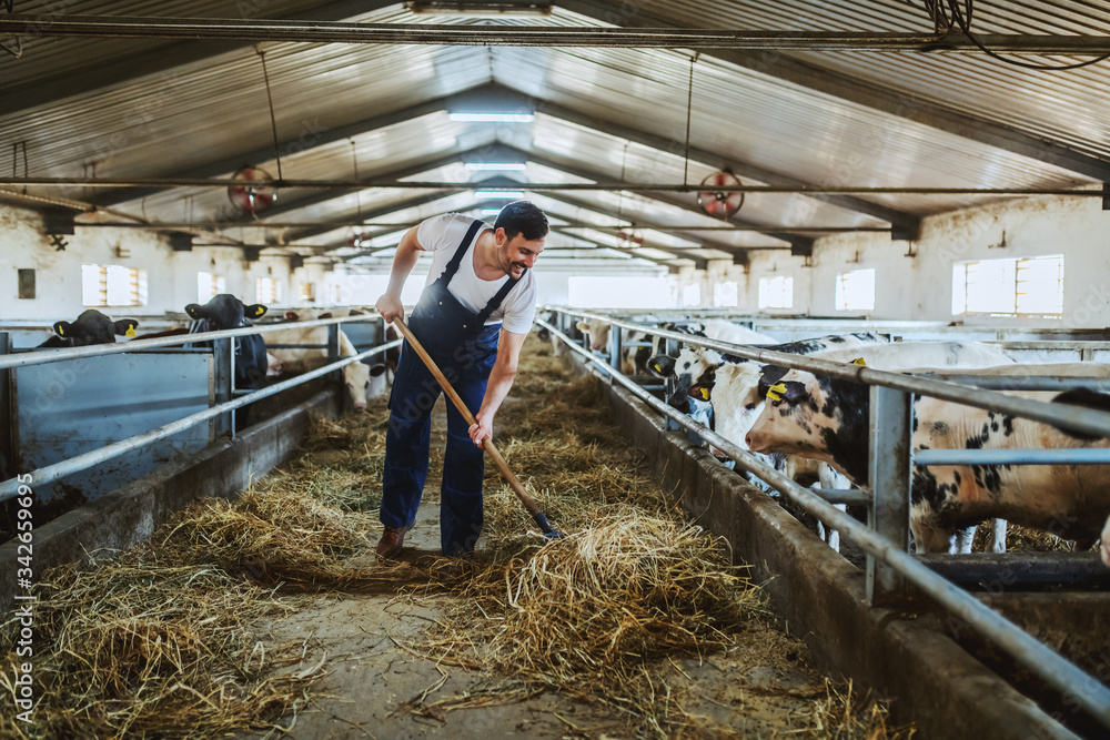 Full length of handsome caucasian farmer in overall feeding calves with hay. Stable interior. Full length of handsome caucasian farmer in overall feeding calves with hay. Stable interior.