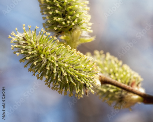 flowering willow buds on a branch close up in early spring