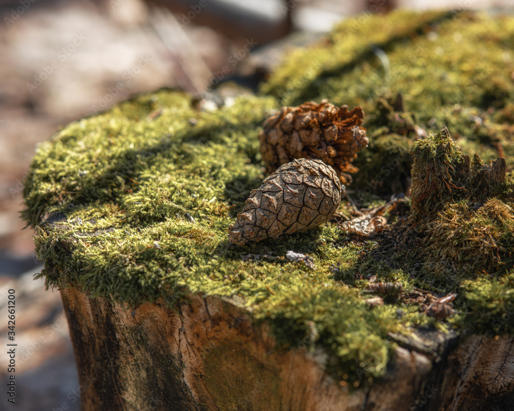 pine cones lie on a stump covered with green moss and illuminated by the sun pine cones lie on a stump covered with green moss and illuminated by the sun