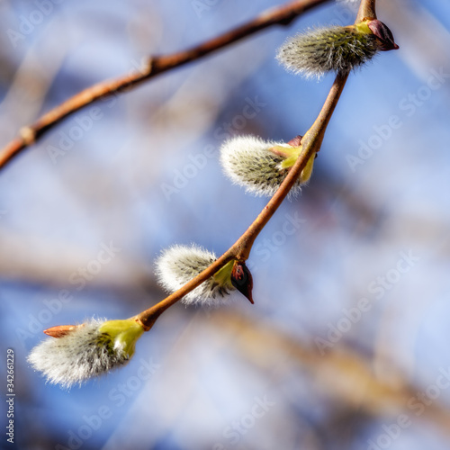 flowering willow buds on a branch close up in early spring