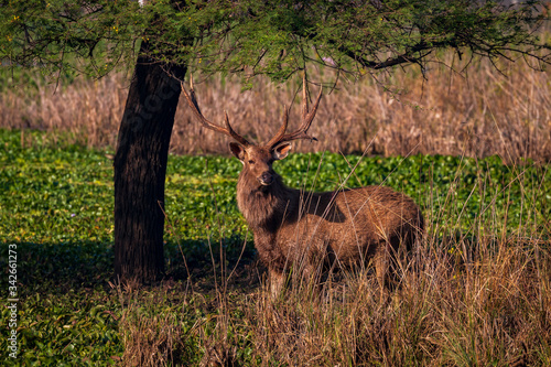 Male Sambar Deer
