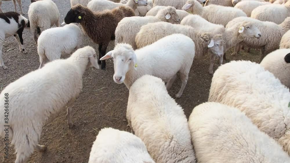 Sheep in the farm.Livestock concept.
Sheep in the farm.Livestock concept.