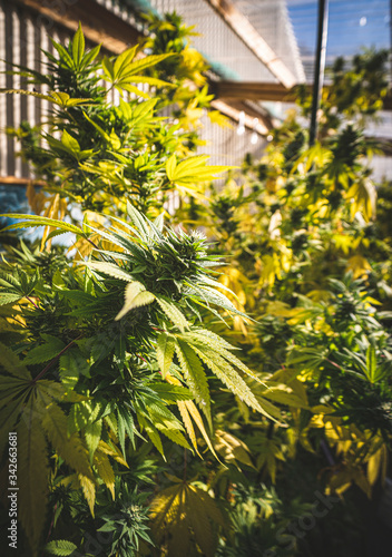 Backyard homegrown marijuana in the South Island of New Zealand coming into late Autumn. There is a referendum for marijuana law reform in New Zealand late 2020.