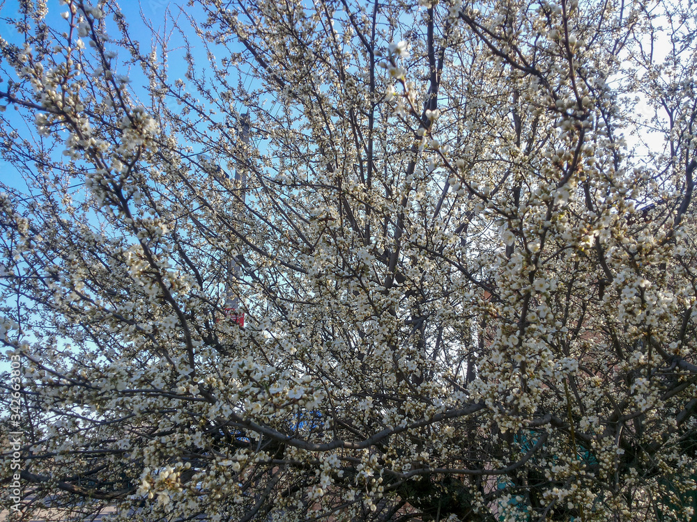 In spring, beautiful apricot branches bloomed. In spring, beautiful apricot branches bloomed.