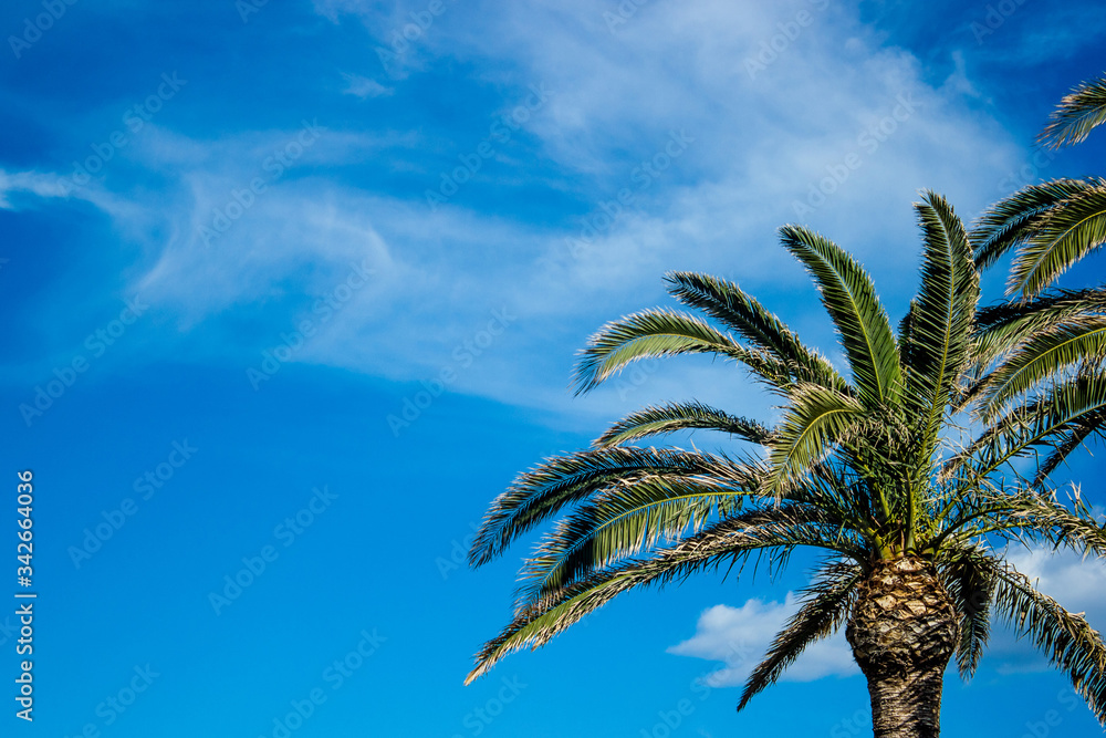 palm tree against blue sky, exotic southern plants that grows in Spanish resort