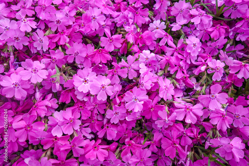 Fototapeta Naklejka Na Ścianę i Meble -  春に咲いた小さな紫の花