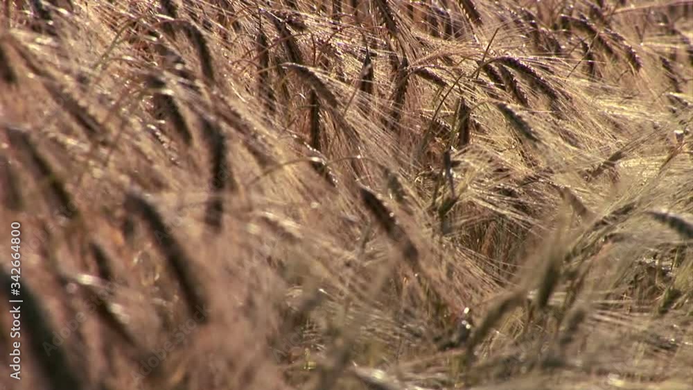 Wheat field with crops growing close up