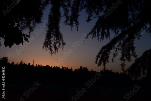 Sunset in the forest. Landscape with sunrise and tree silhouettes.