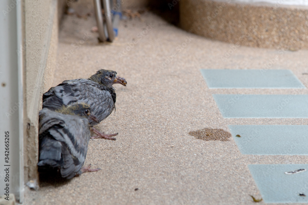 Two sick of little pigeons sitting behide wall. Two sick of little pigeons sitting behide wall.