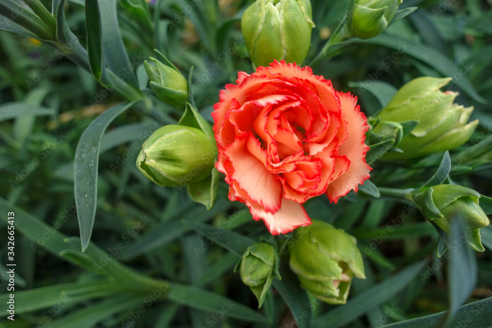 春に咲いたカラフルなカーネーションの花と蕾 春に咲いたカラフルなカーネーションの花と蕾