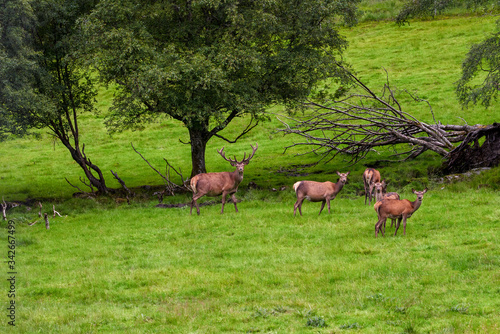 Sweden, around Dorotea, a herd of deer in a meadow