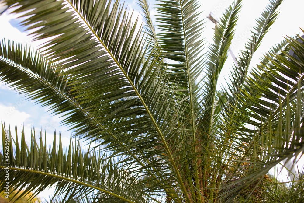 Large green branches on a coconut tree Large green branches on a coconut tree