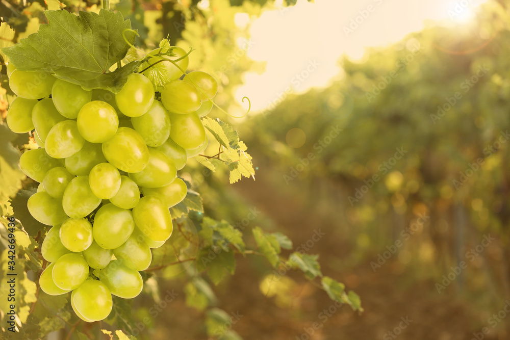 Fresh ripe juicy grapes growing on branches in vineyard, space for text Fresh ripe juicy grapes growing on branches in vineyard, space for text