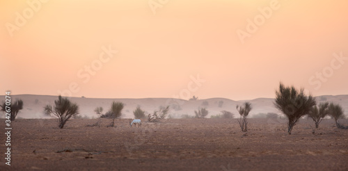 An endangered Arabian oryx in its natural desert environment during a colorful sunrise. © Kertu