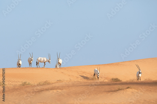 A group of endangered Arabian oryx in its natural desert environment during day time.