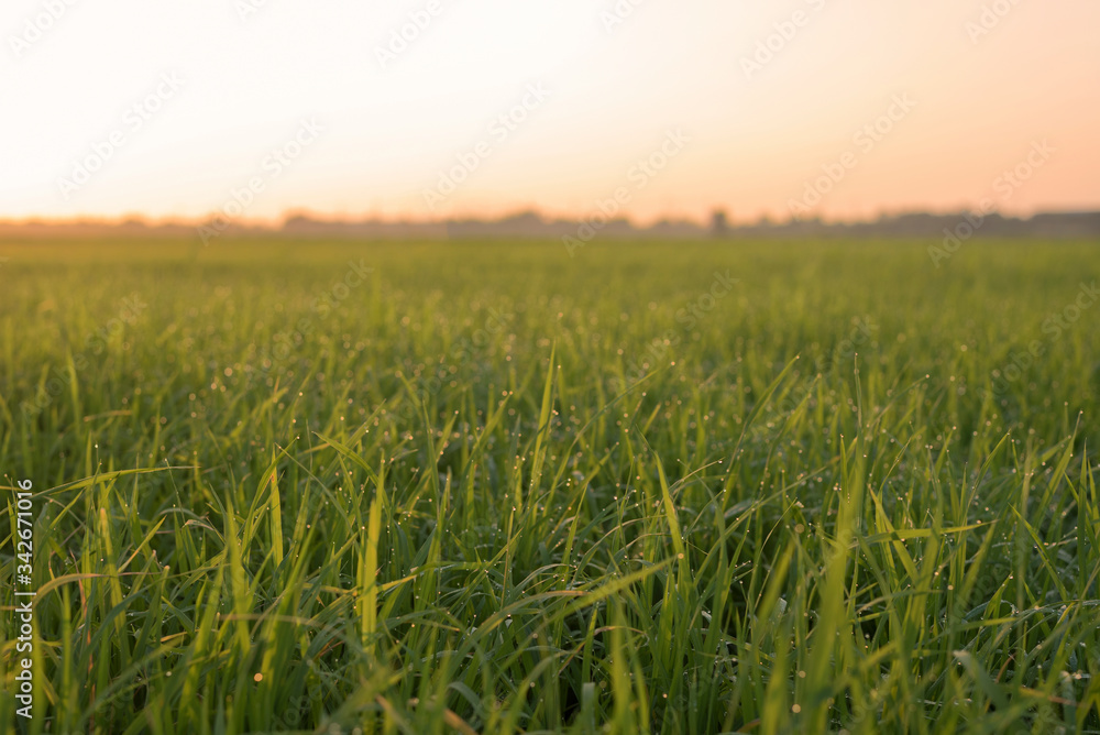 Rice field with water droplets and morning sunrise