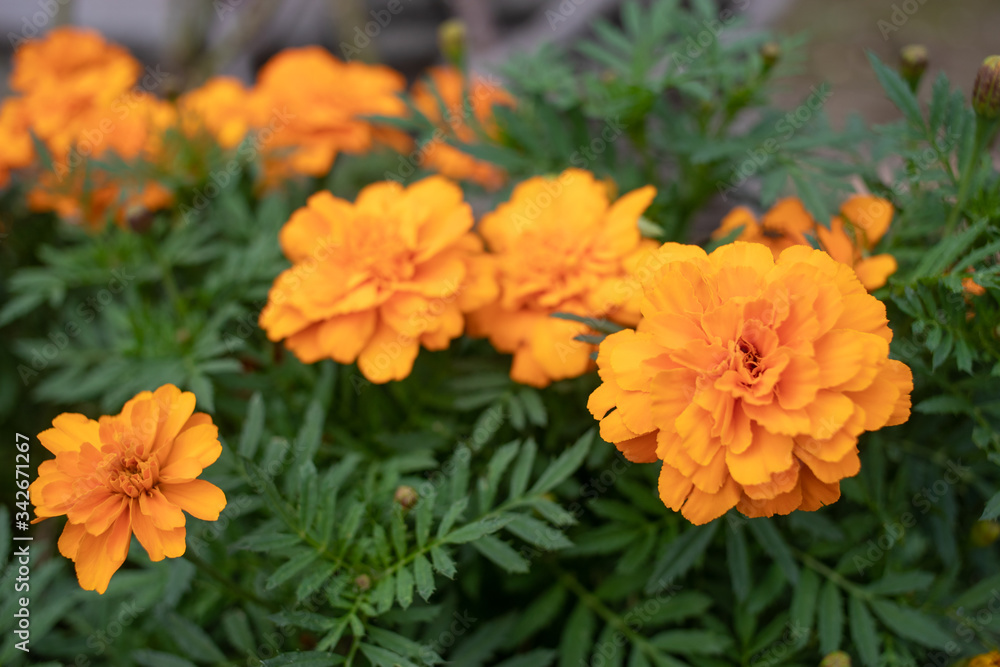 咲くマリーゴールドの花/Marigold flowers blooming in autumn. 咲くマリーゴールドの花/Marigold flowers blooming in autumn.